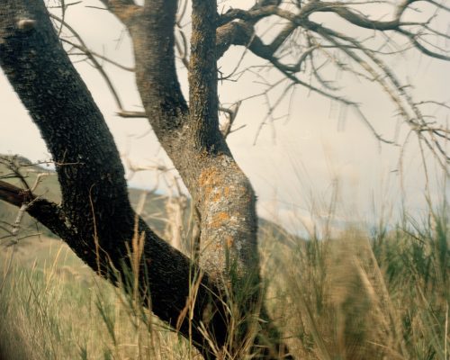 Atlas pozabljenih sadovnjakov - promo 1 Large